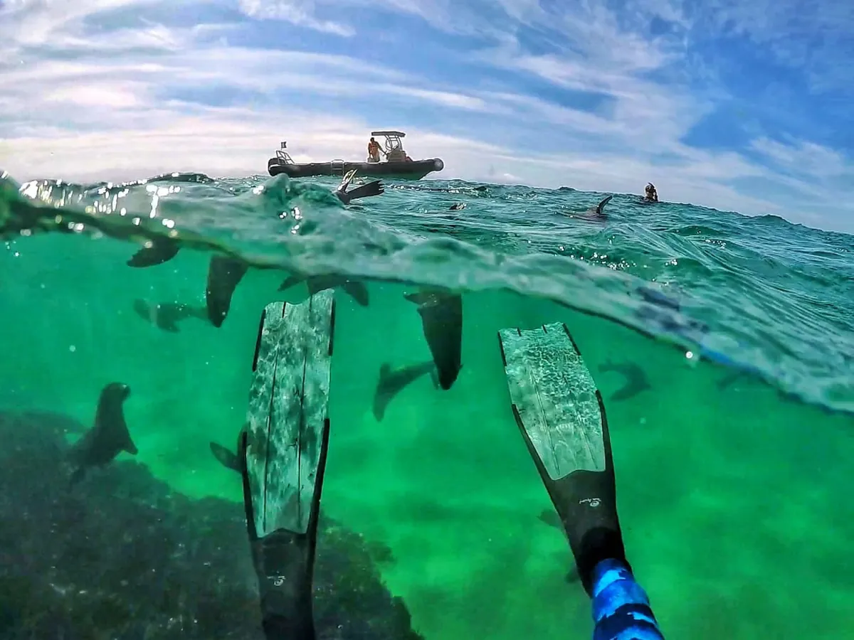 Fins, seals and the boat