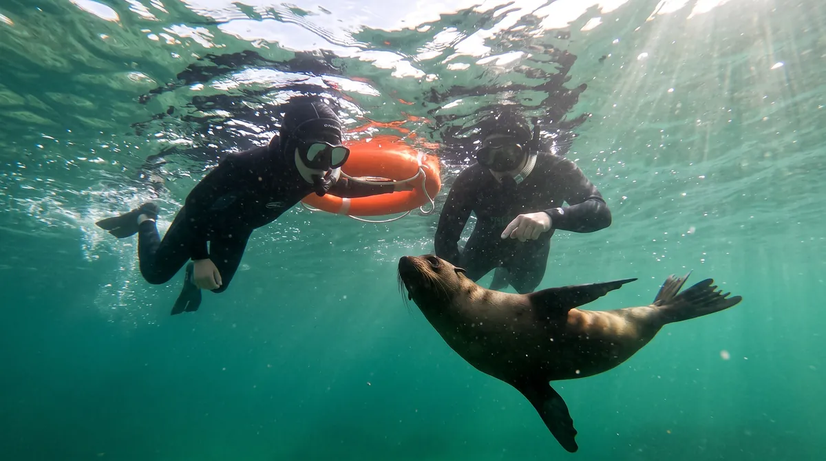 A child and a guide float at the surface while a seal passes below