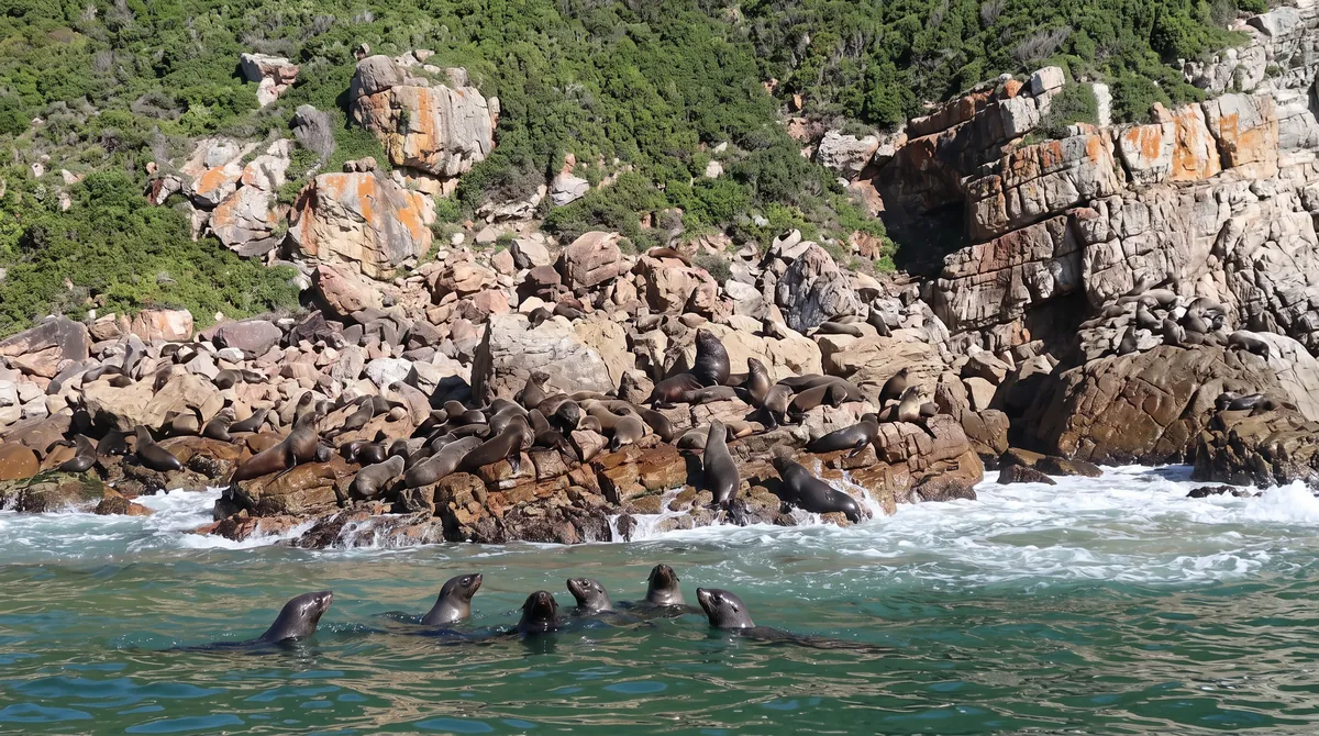 Cape fur seals hauled out on the rocks at the base of the Robberg cliffs