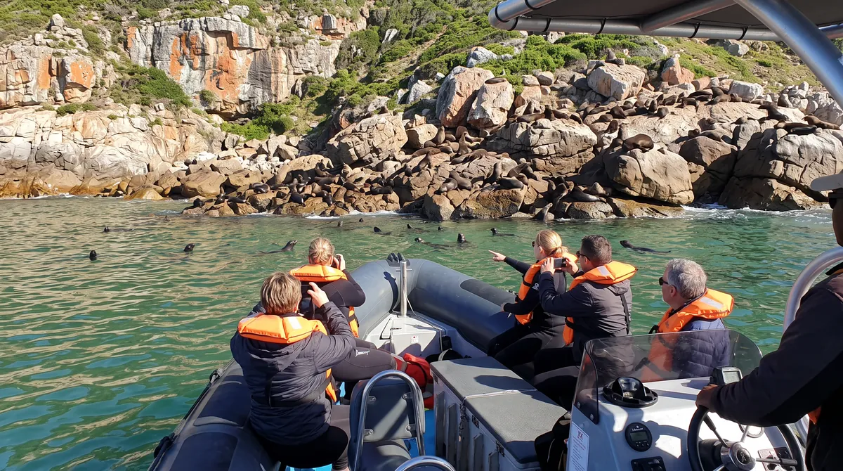 Guests in life jackets watching the Robberg seal colony from the boat