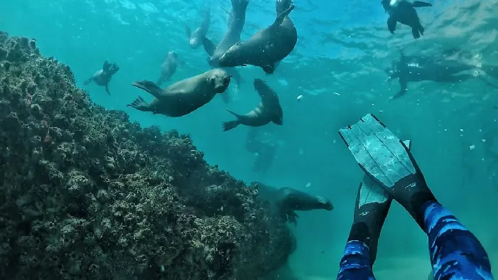 Seals over the reef