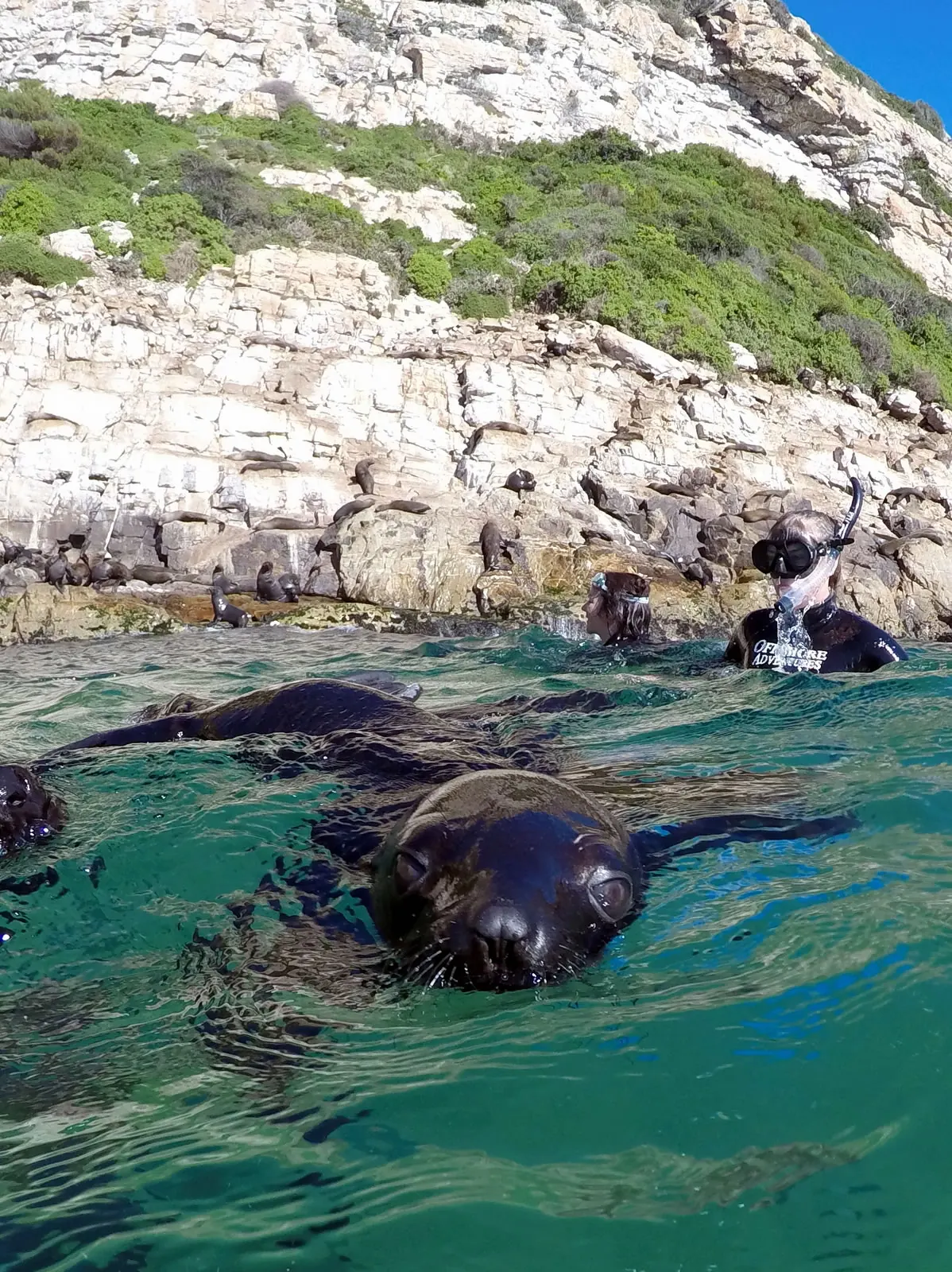 A seal at the surface below the cliffs