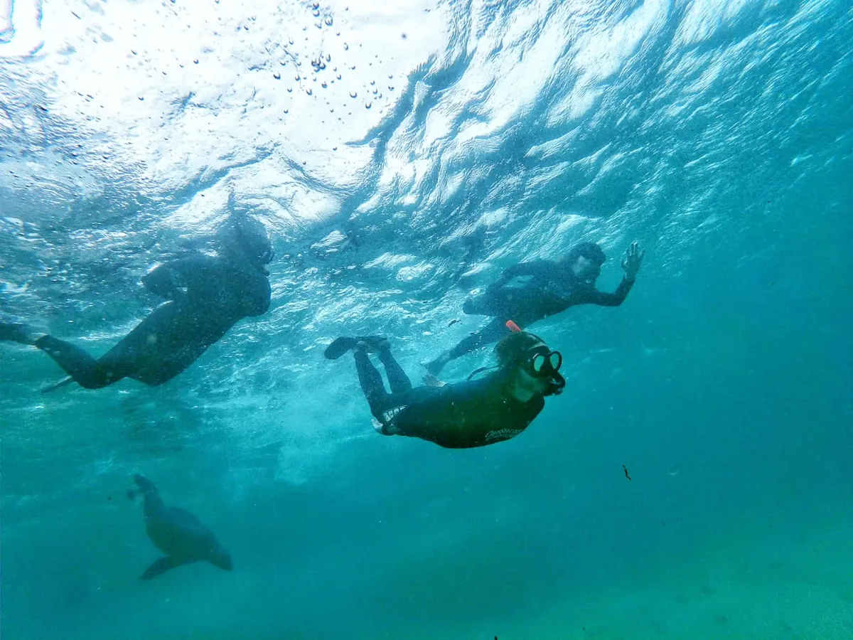 A group of snorkellers in wetsuits at the surface with a seal below