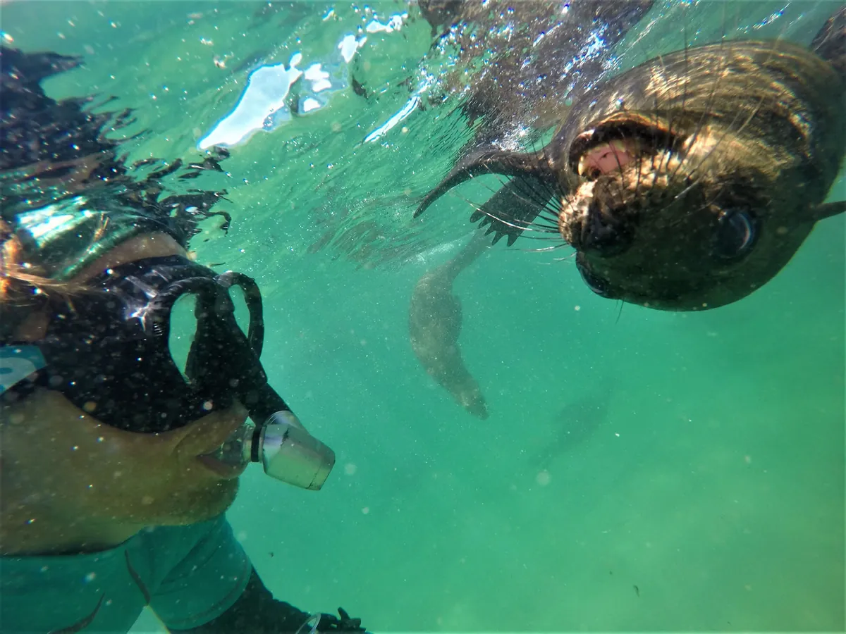 A seal investigates a snorkeller